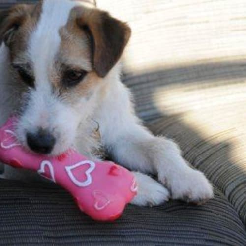 No photo for Mugsy(d1929)*Adopted*
