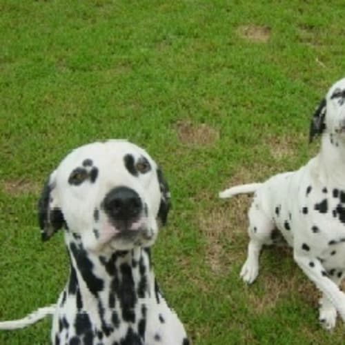 Romeo & Bubba