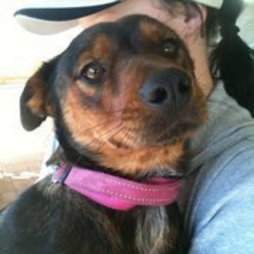 Honey Av195 *Adoption Pending*