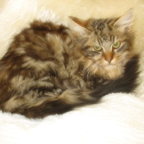 Flossy & Fluffy (Cav88&89)