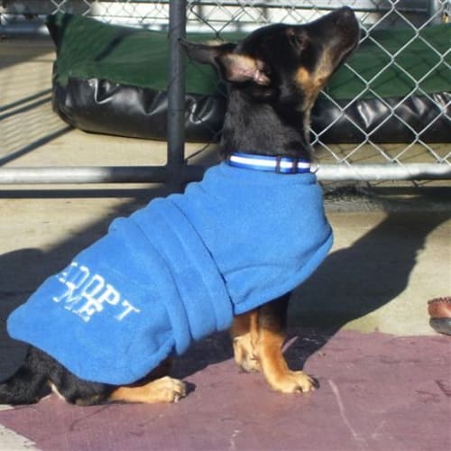 Shadow Av273 *Adoption Pending*