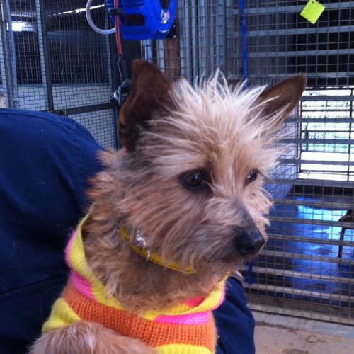 Tiny *Adoption Pending*