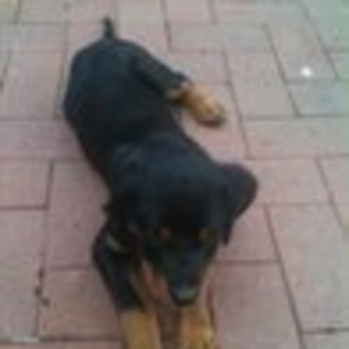 Tango *Adoption Pending*