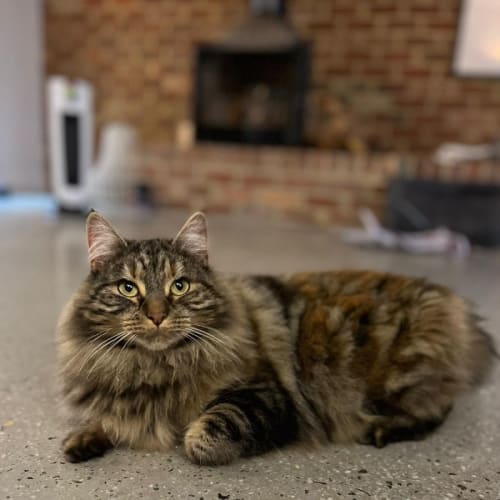 Lulu
