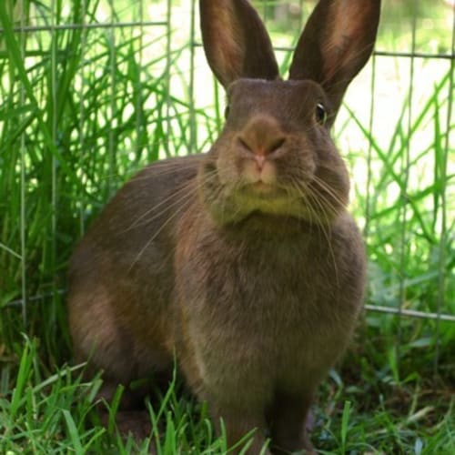 Cadbury -Desexed and Vaccinated -On Hold