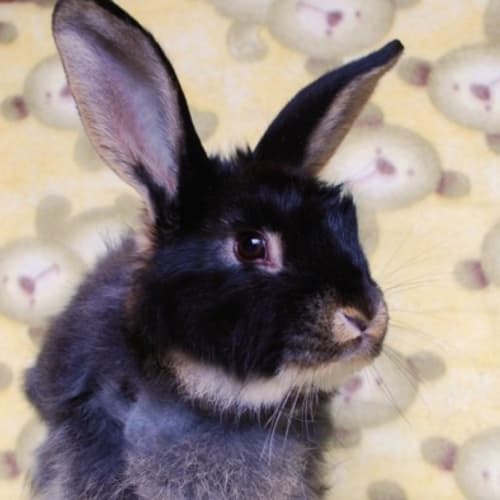 Batman and Sparkles -Desexed and Vaccinated 