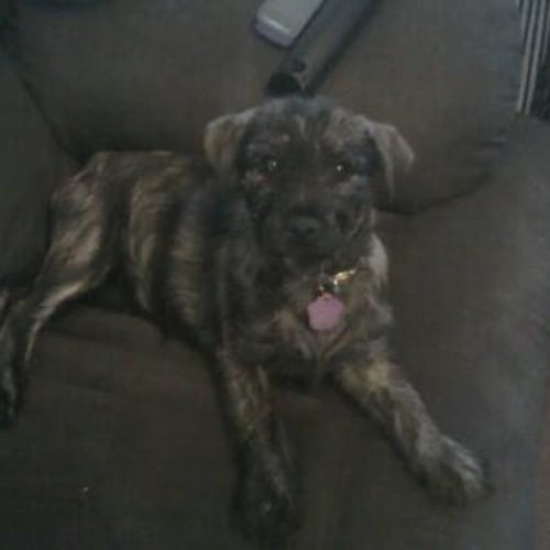 No photo for Rotti X Wolfhound  Pups X 2