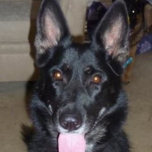 Jazz * Private Adoption *