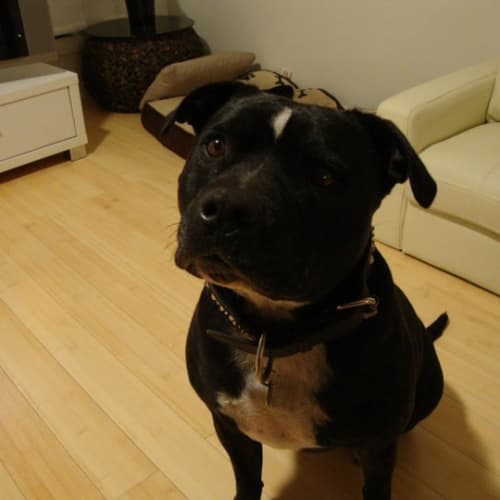 Dimmey *Foster Carer Needed*