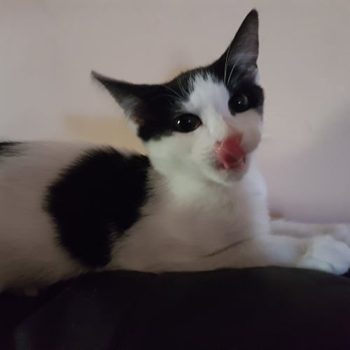 Eva “Reduced Adoption Fee”