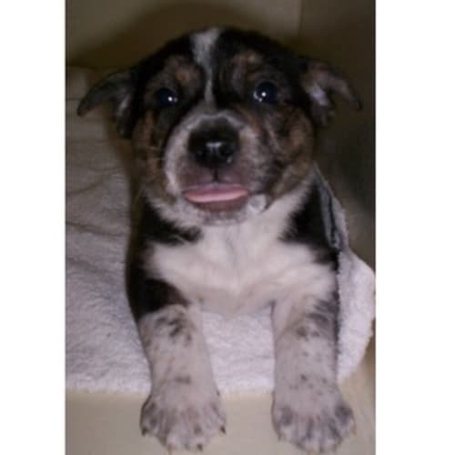 No photo for Pickles (On Trial With His New Family)