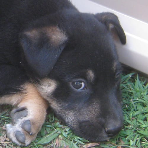 No photo for Relish  (On Trial With His New Family)