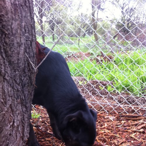 Kelsey - **Not Just Another Kelpie**