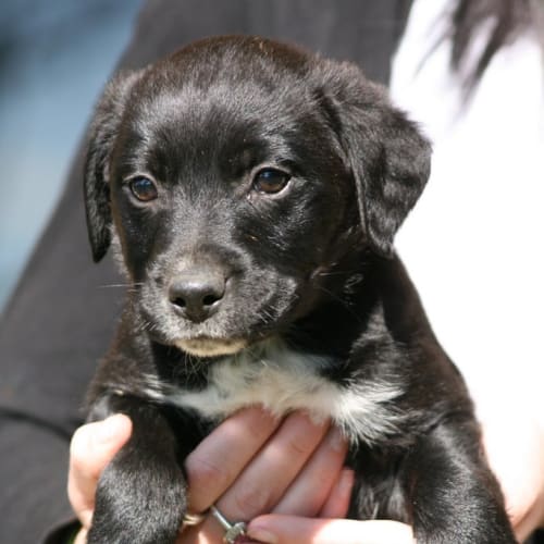 No photo for Bcx Puppies Boys