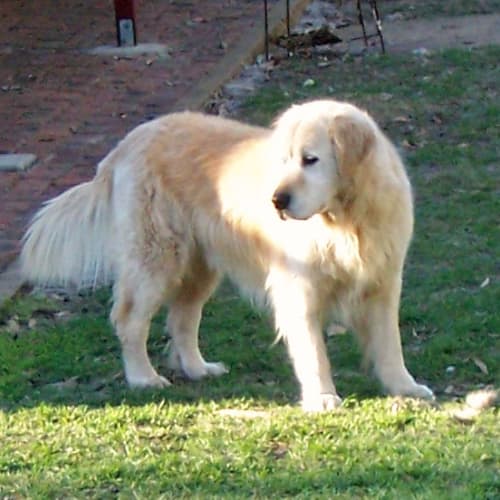 Baxter