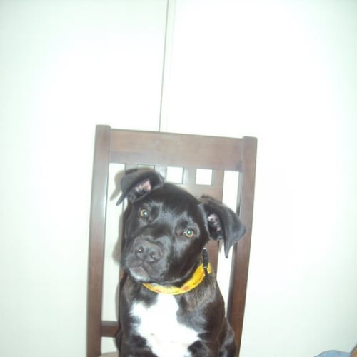 Staffy Lab Cross