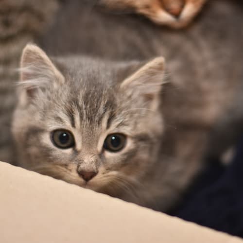 Blinky ***2nd Chance Cat Rescue***