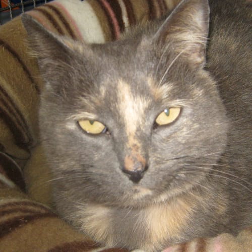 No photo for Mop (On Trial With Her New Family)