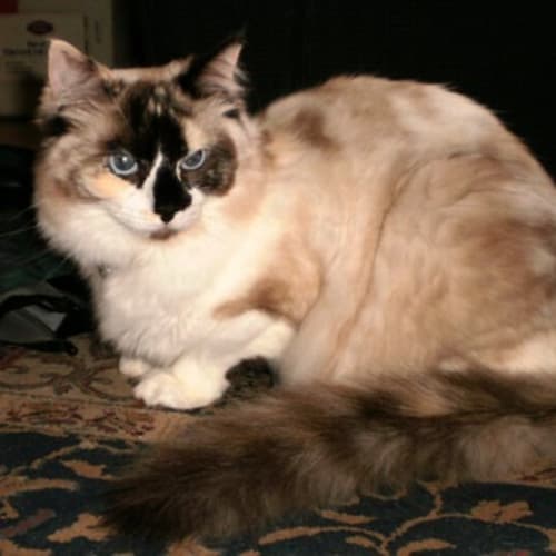 No photo for Dakota On Trial