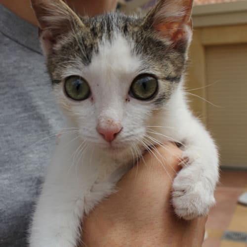 No photo for Carlisle