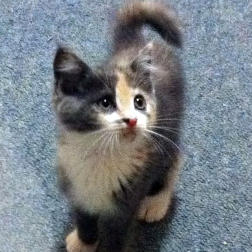 Cookie - Adoption Pending!