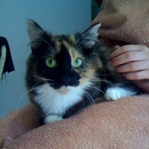 Missy *Adoption Pending*