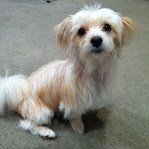 No photo for Violet (Incl Large Puppy Pack)