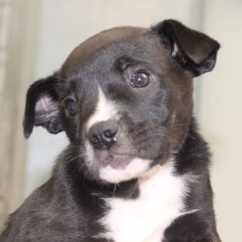 No photo for Jackie 456159a