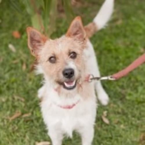 No photo for Lorenzo