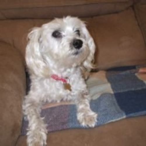 No photo for Princess