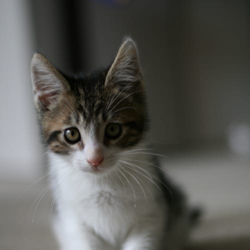 No photo for Kit & Chad