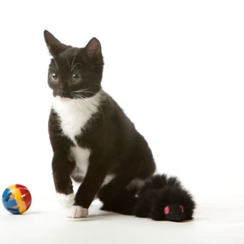 No photo for Mittens