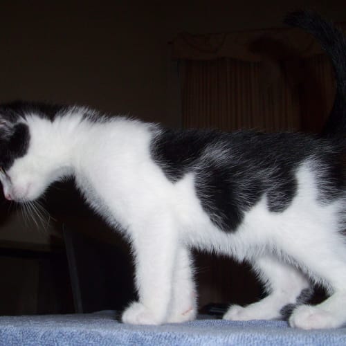 No photo for Franco On Trial