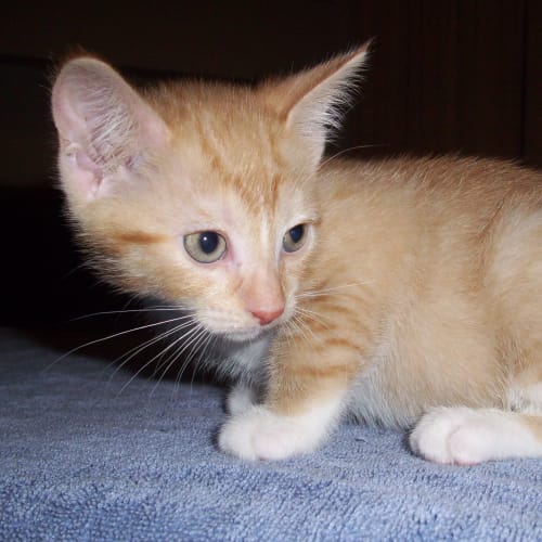 No photo for Spice On Trial