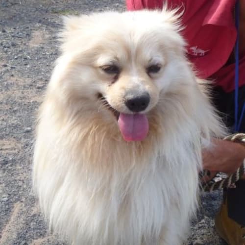 No photo for Tarzan 721012