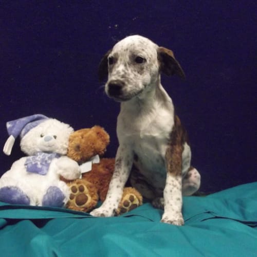 No photo for Wilfred