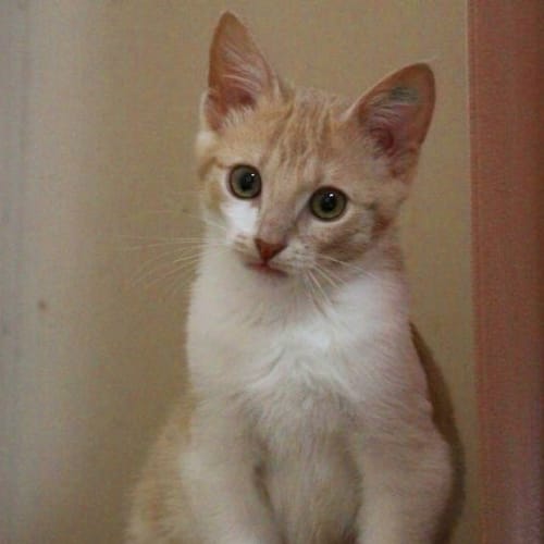 No photo for Snuggles