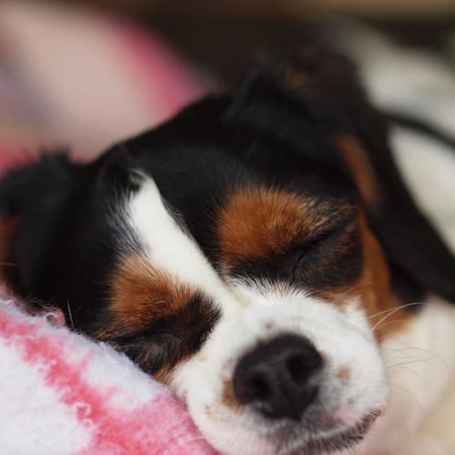 No photo for Bella   I'm On Trial In My New Home