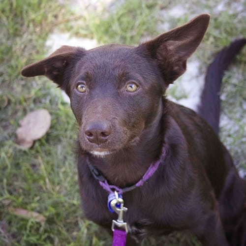 Ella ~Border Collie x Kelpie pup (On Trial 13/5/17
