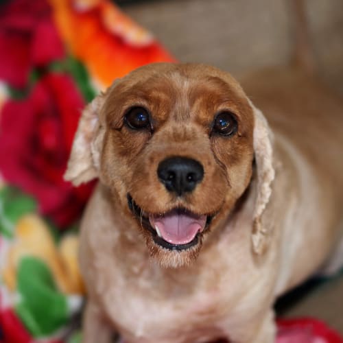 No photo for Coco  I'm On Trial In My New Home