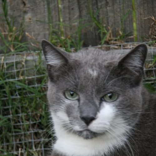 No photo for Squidge