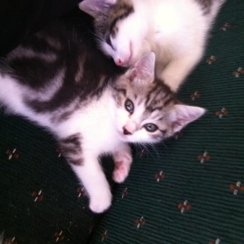 No photo for Sabrina **Deposit Taken**