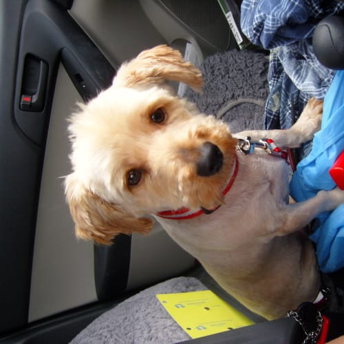 No photo for Bobo   Please Give A Chance!!!