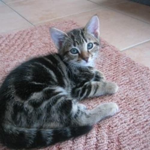 No photo for Chester