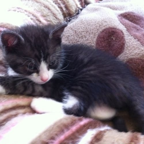 No photo for Charlie