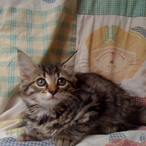 Tigerlilly
