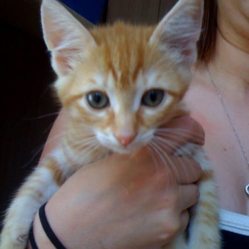 Monkey *Adoption Pending*