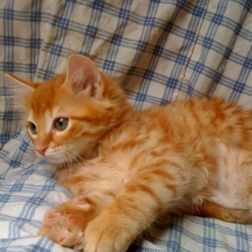 Ginger Ninja *Adoption Pending*