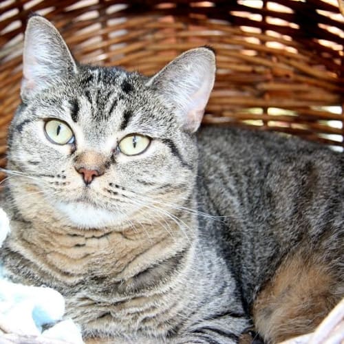 No photo for Mumma Cat