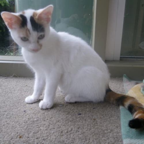 No photo for Corallee